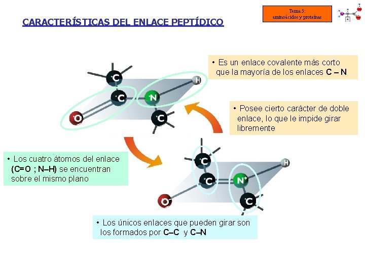 Tema 5: aminoácidos y proteínas CARACTERÍSTICAS DEL ENLACE PEPTÍDICO • Es un enlace covalente