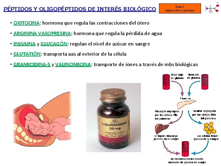 PÉPTIDOS Y OLIGOPÉPTIDOS DE INTERÉS BIOLÓGICO Tema 5: aminoácidos y proteínas • OXITOCINA: hormona