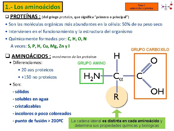 1. - Los aminoácidos Tema 5: aminoácidos y proteínas q PROTEÍNAS : (del griego
