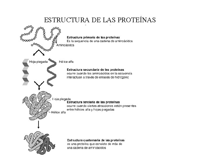 ESTRUCTURA DE LAS PROTEÍNAS 