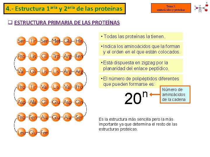 4. - Estructura 1 aria y 2 aria de las proteínas Tema 5: aminoácidos