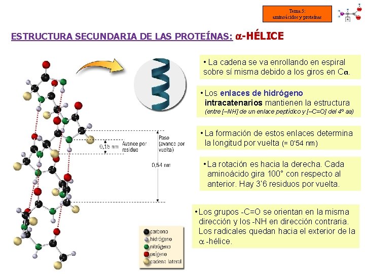Tema 5: aminoácidos y proteínas ESTRUCTURA SECUNDARIA DE LAS PROTEÍNAS: -HÉLICE • La cadena