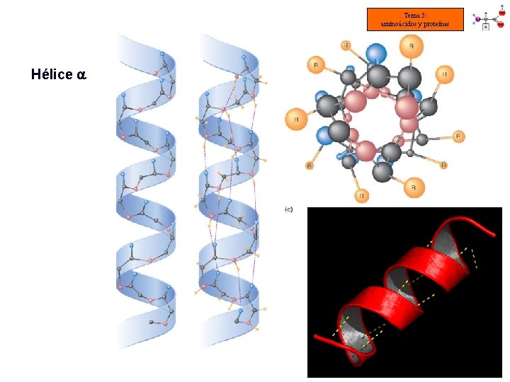 Tema 5: aminoácidos y proteínas Hélice 