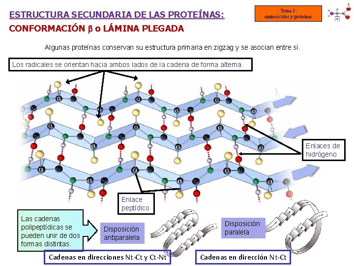 Tema 5: aminoácidos y proteínas ESTRUCTURA SECUNDARIA DE LAS PROTEÍNAS: CONFORMACIÓN o LÁMINA PLEGADA
