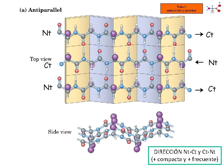 Tema 5: aminoácidos y proteínas Nt Ct Ct Nt Nt Ct DIRECCIÓN Nt-Ct y