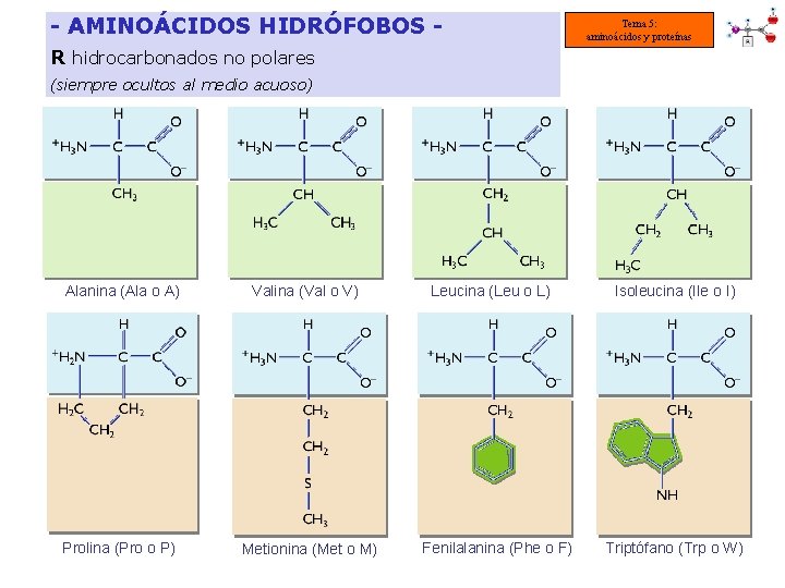 - AMINOÁCIDOS HIDRÓFOBOS - Tema 5: aminoácidos y proteínas R hidrocarbonados no polares (siempre