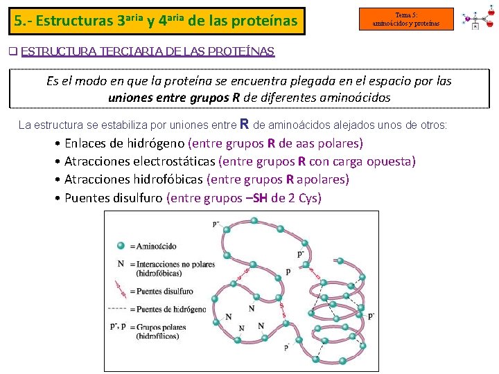 5. - Estructuras 3 aria y 4 aria de las proteínas Tema 5: aminoácidos