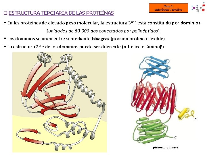 q ESTRUCTURA TERCIARIA DE LAS PROTEÍNAS Tema 5: aminoácidos y proteínas § En las