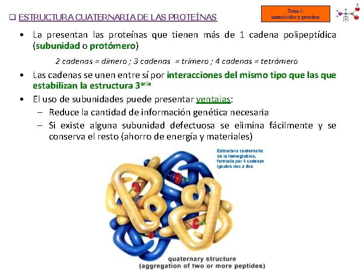 q ESTRUCTURA CUATERNARIA DE LAS PROTEÍNAS Tema 5: aminoácidos y proteínas • La presentan