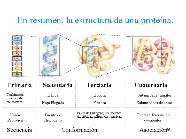 En resumen, la estructura de una proteína. Primaria Secundaria Terciaria Cuaternaria Combinación ilimitada de