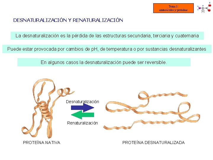 Tema 5: aminoácidos y proteínas DESNATURALIZACIÓN Y RENATURALIZACIÓN La desnaturalización es la pérdida de