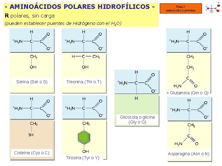 - AMINOÁCIDOS POLARES HIDROFÍLICOS R polares, sin carga Tema 5: aminoácidos y proteínas (pueden