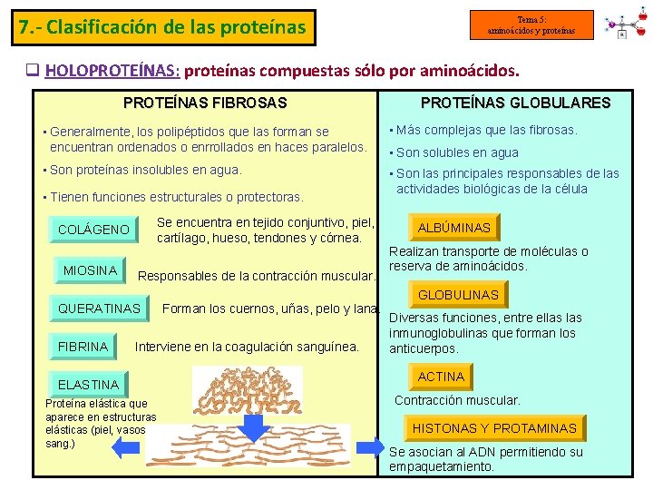 7. - Clasificación de las proteínas Tema 5: aminoácidos y proteínas q HOLOPROTEÍNAS: proteínas