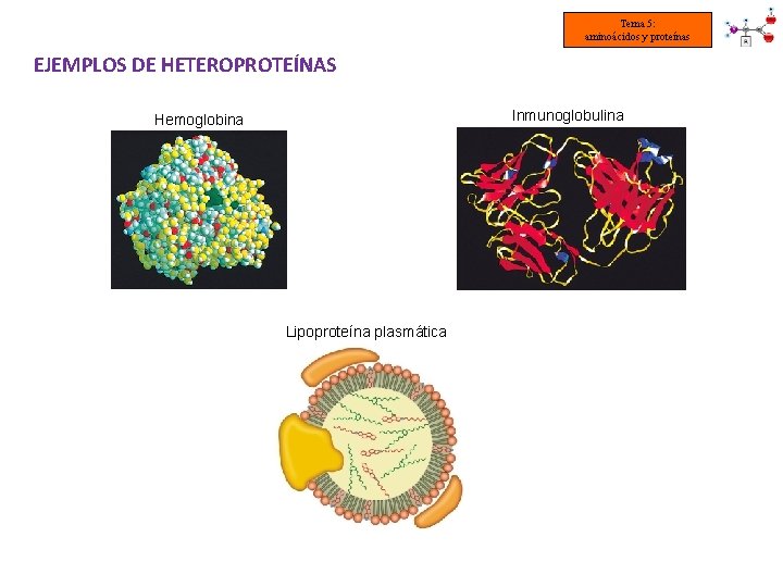 Tema 5: aminoácidos y proteínas EJEMPLOS DE HETEROPROTEÍNAS Inmunoglobulina Hemoglobina Lipoproteína plasmática 