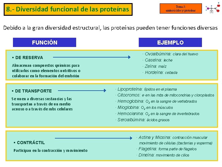 8. - Diversidad funcional de las proteínas Tema 5: aminoácidos y proteínas Debido a
