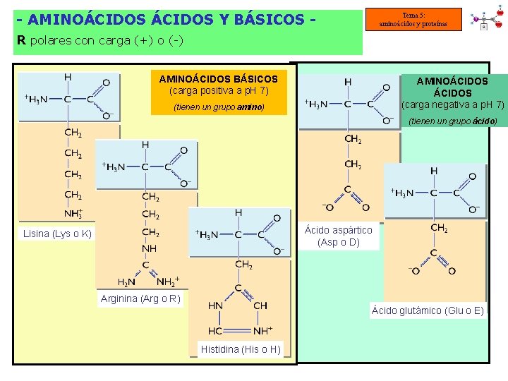 - AMINOÁCIDOS Y BÁSICOS - Tema 5: aminoácidos y proteínas R polares con carga