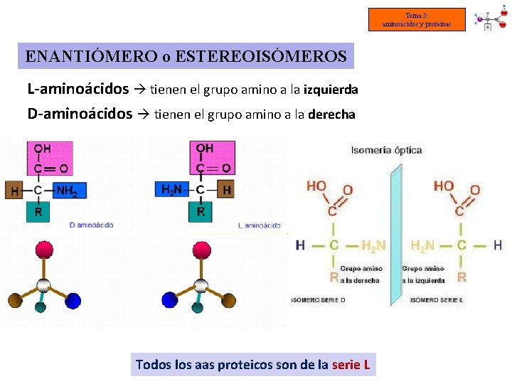 Tema 5: aminoácidos y proteínas ENANTIÓMERO o ESTEREOISÓMEROS L-aminoácidos tienen el grupo amino a