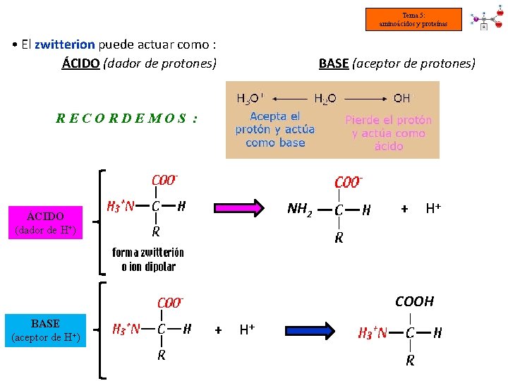 Tema 5: aminoácidos y proteínas • El zwitterion puede actuar como : ÁCIDO (dador