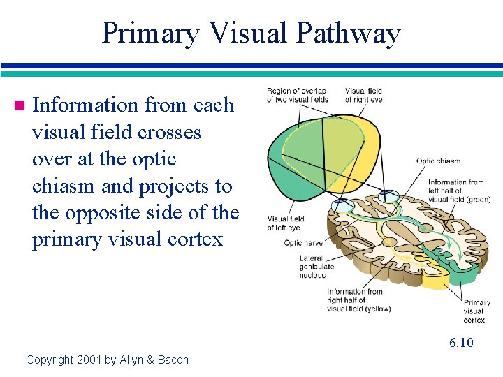 Primary Visual Pathway n Information from each visual field crosses over at the optic