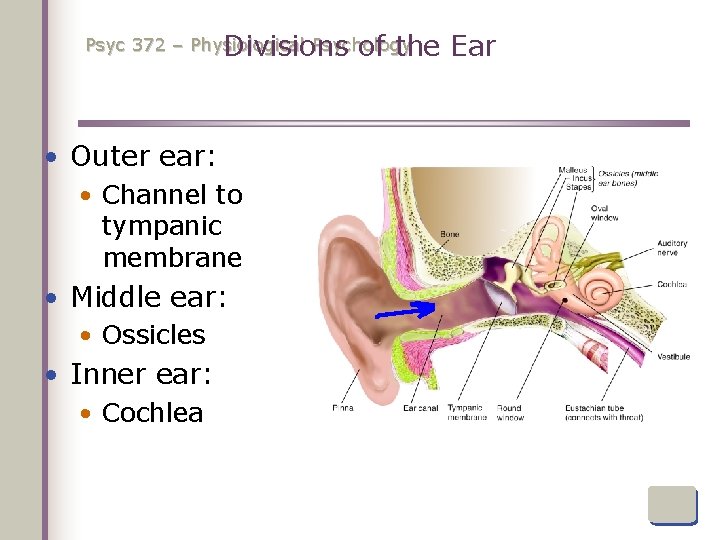 Psyc 372 – Physiological Psychology Divisions of the • Outer ear: • Channel to