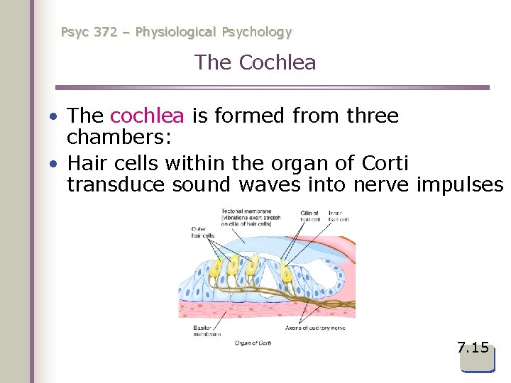Psyc 372 – Physiological Psychology The Cochlea • The cochlea is formed from three
