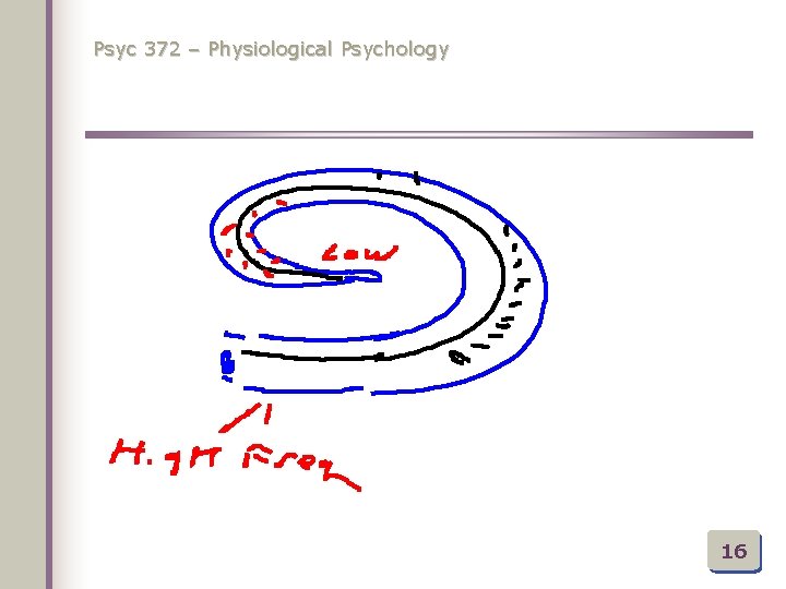 Psyc 372 – Physiological Psychology 16 