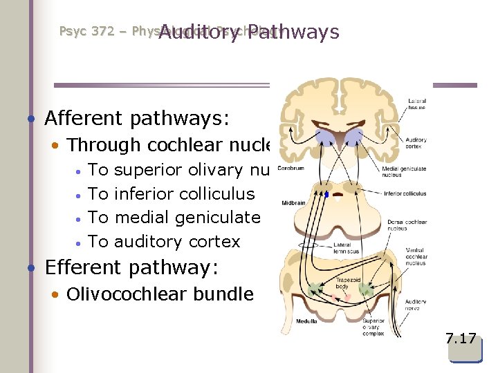 Psyc 372 – Physiological Psychology Auditory Pathways • Afferent pathways: • Through cochlear nuclei