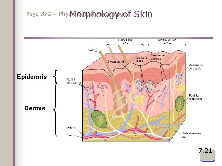 Psyc 372 – Physiological Psychology Morphology of Skin Epidermis Dermis 7. 21 