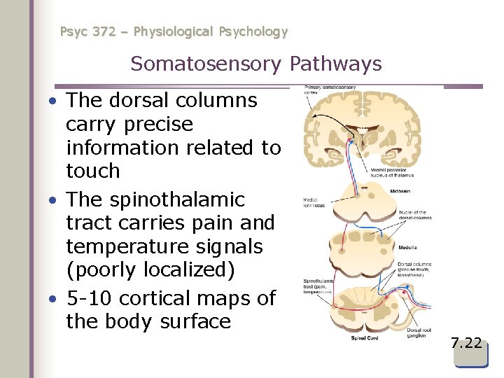 Psyc 372 – Physiological Psychology Somatosensory Pathways • The dorsal columns carry precise information