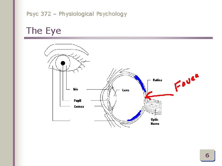 Psyc 372 – Physiological Psychology The Eye 6 