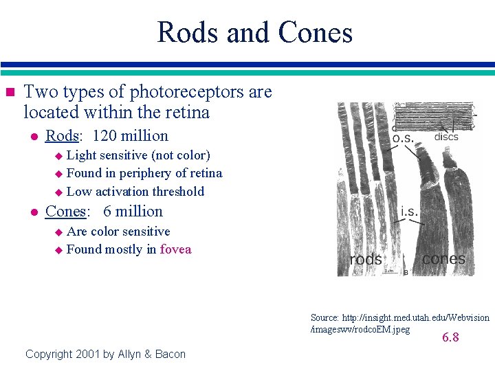 Rods and Cones n Two types of photoreceptors are located within the retina l