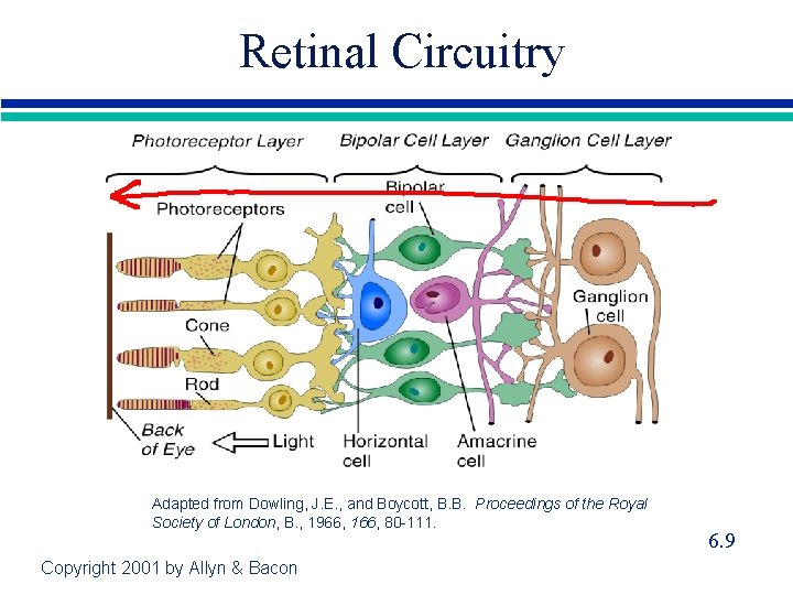 Retinal Circuitry Adapted from Dowling, J. E. , and Boycott, B. B. Proceedings of