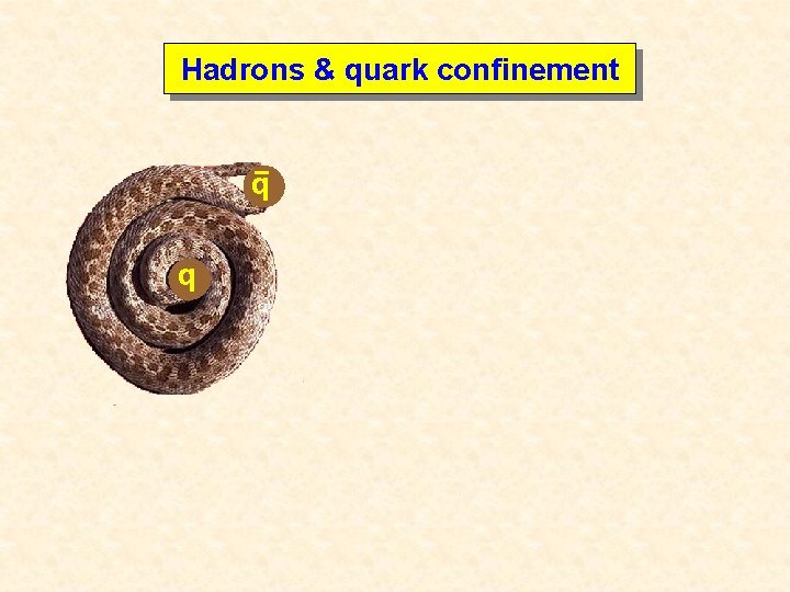 Hadrons & quark confinement q q 