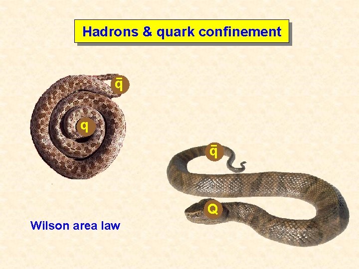 Hadrons & quark confinement q q q Q Wilson area law 