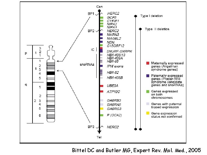 Bittel DC and Butler MG, Expert Rev. Mol. Med. , 2005 