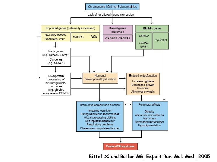 Bittel DC and Butler MG, Expert Rev. Mol. Med. , 2005 