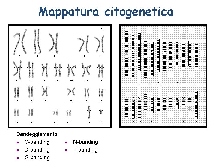 Mappatura citogenetica Bandeggiamento: n C-banding n D-banding n G-banding n n N-banding T-banding 