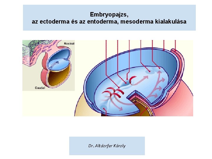 Embryopajzs, az ectoderma és az entoderma, mesoderma kialakulása Dr. Altdorfer Károly 