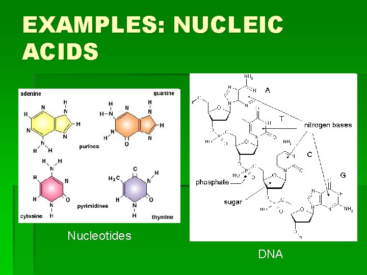 EXAMPLES: NUCLEIC ACIDS Nucleotides DNA 
