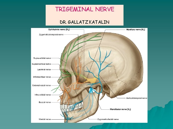 TRIGEMINAL NERVE DR. GALLATZ KATALIN 