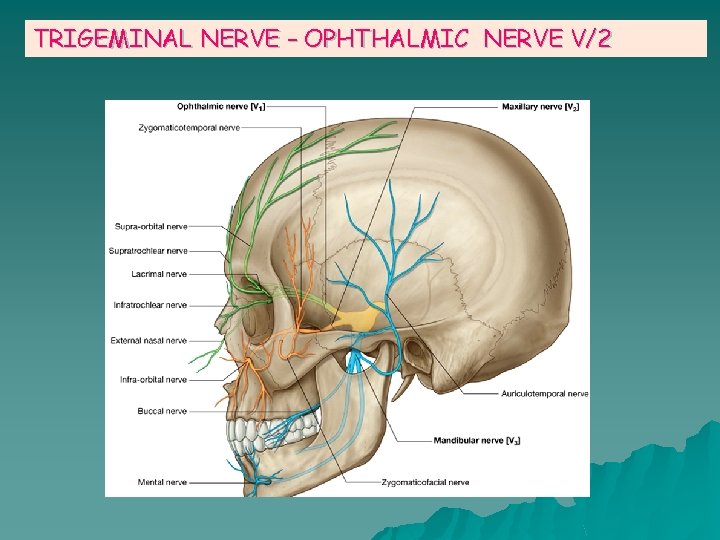 TRIGEMINAL NERVE – OPHTHALMIC NERVE V/2 