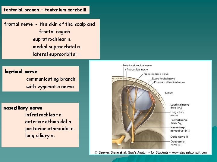 tentorial branch – tentorium cerebelli frontal nerve - the skin of the scalp and