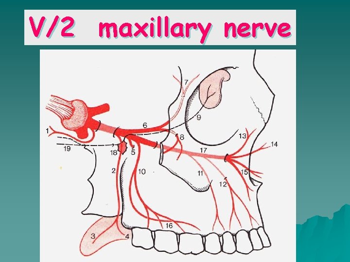 V/2 maxillary nerve 