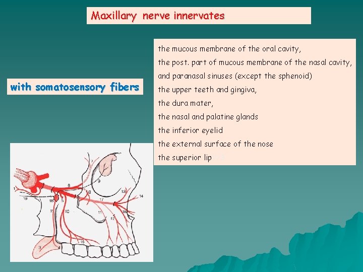 Maxillary nerve innervates the mucous membrane of the oral cavity, the post. part of