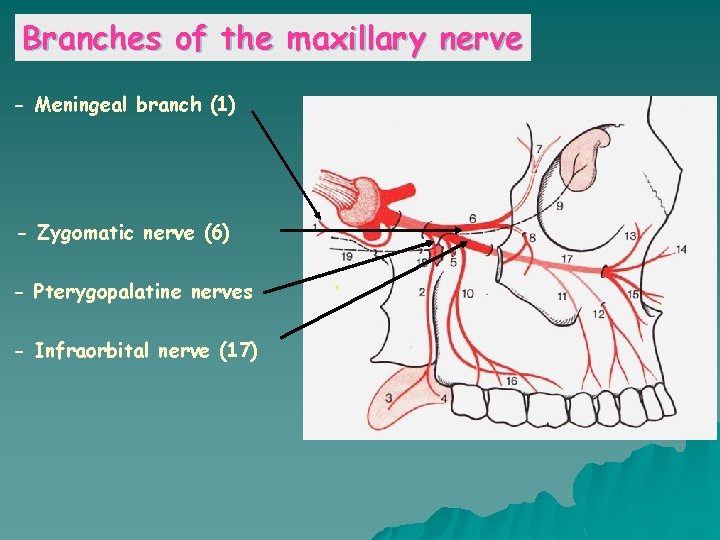 Branches of the maxillary nerve - Meningeal branch (1) - Zygomatic nerve (6) -