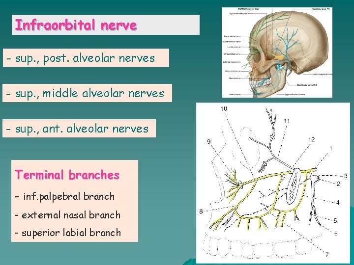 Infraorbital nerve - sup. , post. alveolar nerves - sup. , middle alveolar nerves