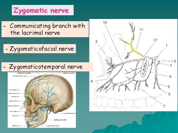 Zygomatic nerve - Communicating branch with the lacrimal nerve - Zygomaticofacial nerve - Zygomaticotemporal