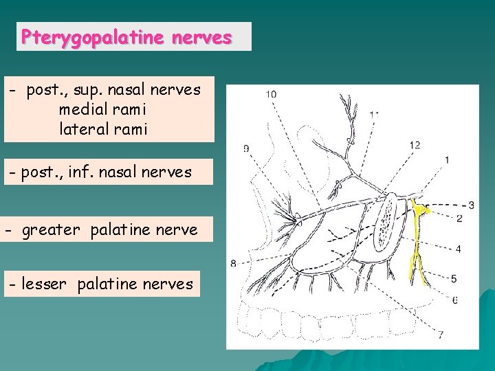 Pterygopalatine nerves - post. , sup. nasal nerves medial rami lateral rami - post.