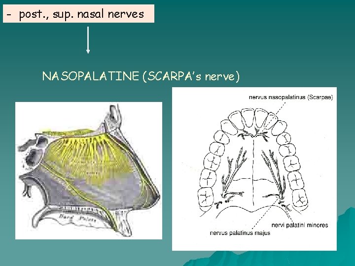 - post. , sup. nasal nerves NASOPALATINE (SCARPA’s nerve) 