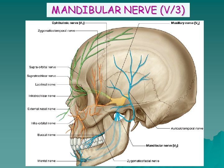 MANDIBULAR NERVE (V/3) 